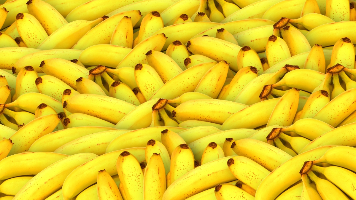 La cera de chumbera mejora la conservación del plátano tras la cosecha.jpg